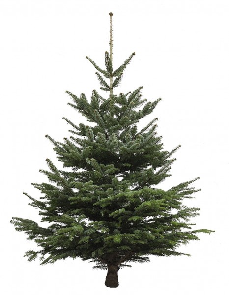 Echter Weihnachtsbaum Nordmanntanne, Höhe ca. 80 - 100 cm, Premiumqualität, frisch geschlagen