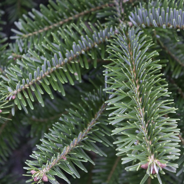 Echter Weihnachtsbaum Nordmanntanne, Höhe ca. 100 - 120 cm