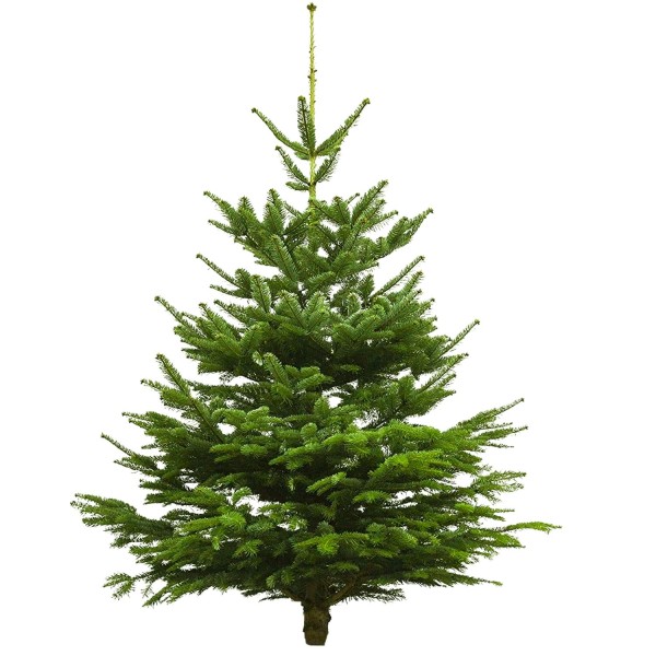 41740_Echter_Weihnachtsbaum_Nordmanntanne,_Höhe_160_-_170_cm,_Premiumqualität,_frisch_geschlagen