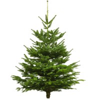 Echter Weihnachtsbaum Nordmanntanne, Höhe ca. 140 - 160 cm, Premiumqualität, frisch geschlagen